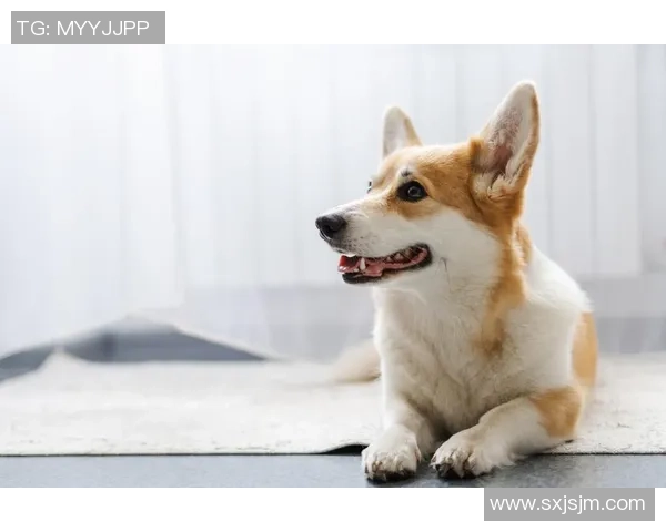 狗狗耐足球的乐趣与训练方法探讨让你的爱犬成为运动小明星